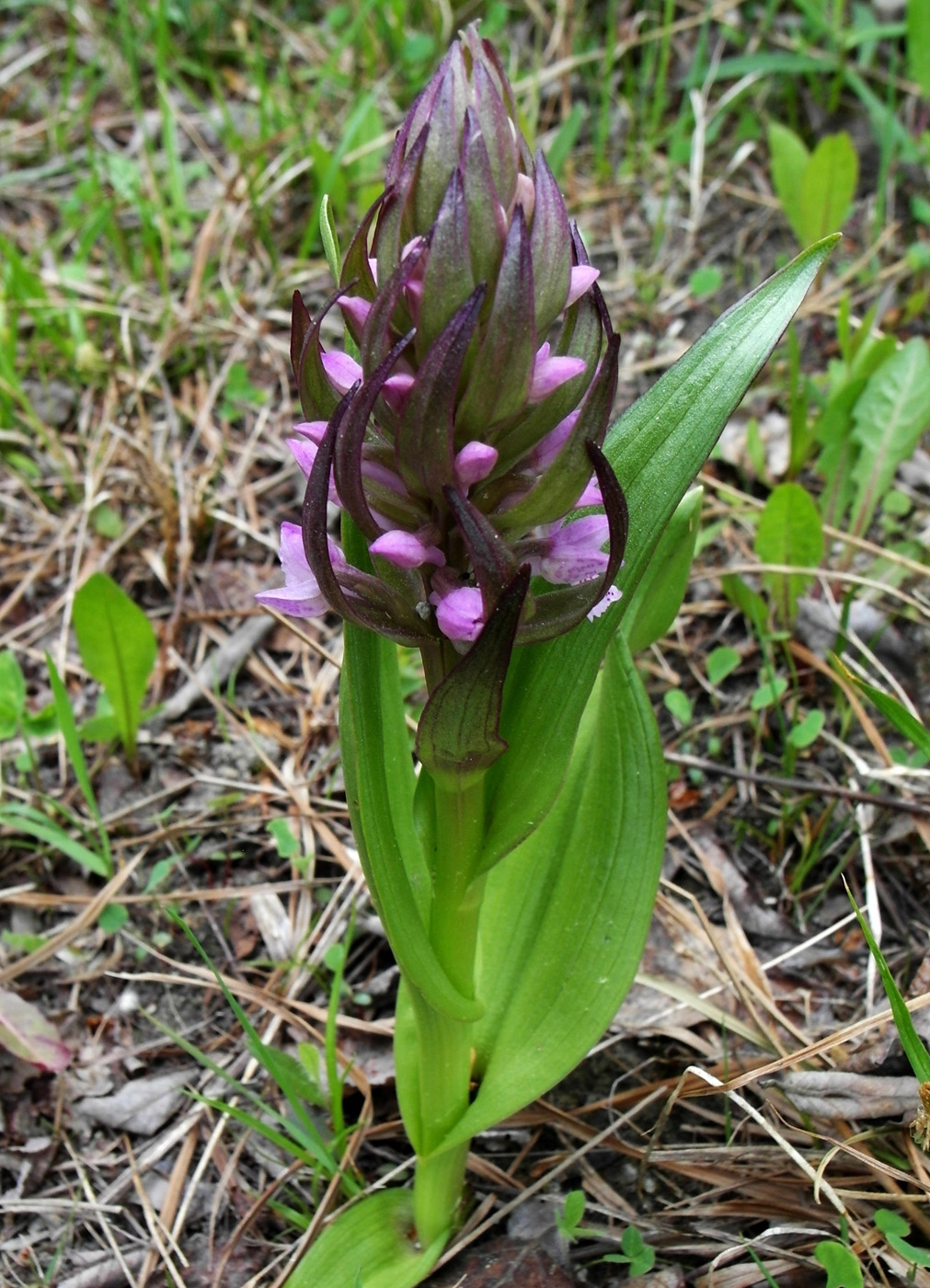 Изображение особи Dactylorhiza incarnata.