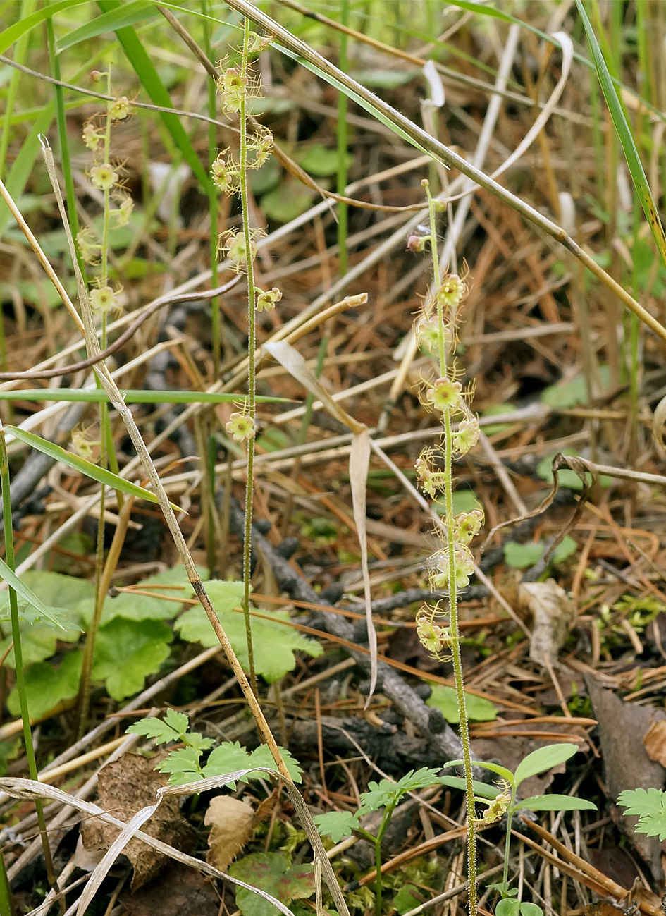 Изображение особи Mitella nuda.