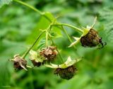 Rubus idaeus