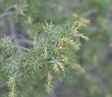 Juniperus deltoides. Ветвь с микростробилами. Турция, ил Артвин, окр. крепости Теккале, на каменистой осыпи. 22.04.2019.