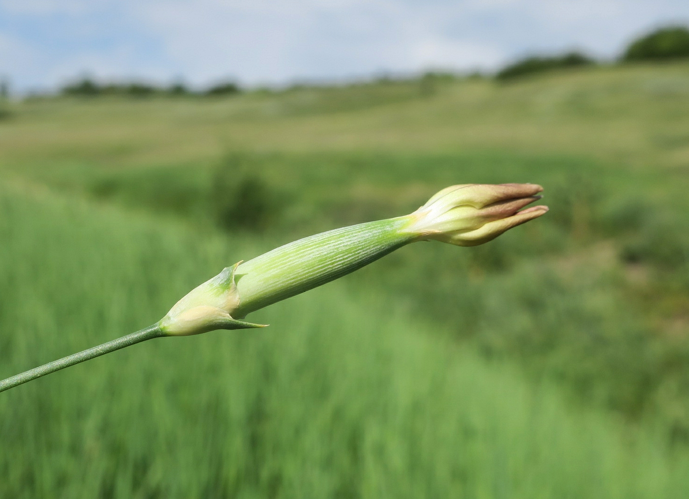 Image of Dianthus elongatus specimen.