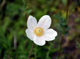 Anemone sylvestris