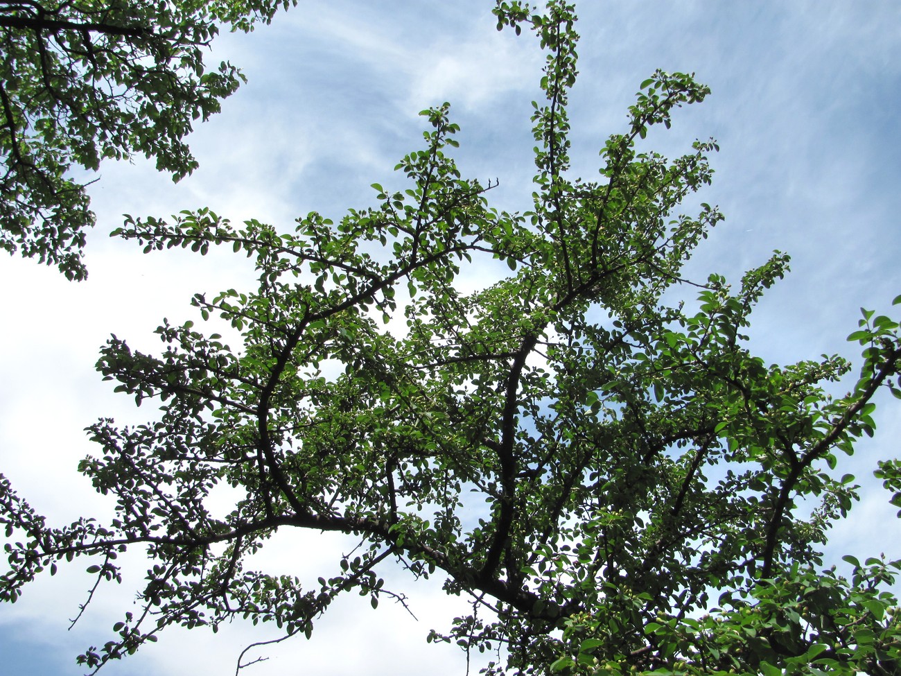 Image of Cotoneaster meyeri specimen.