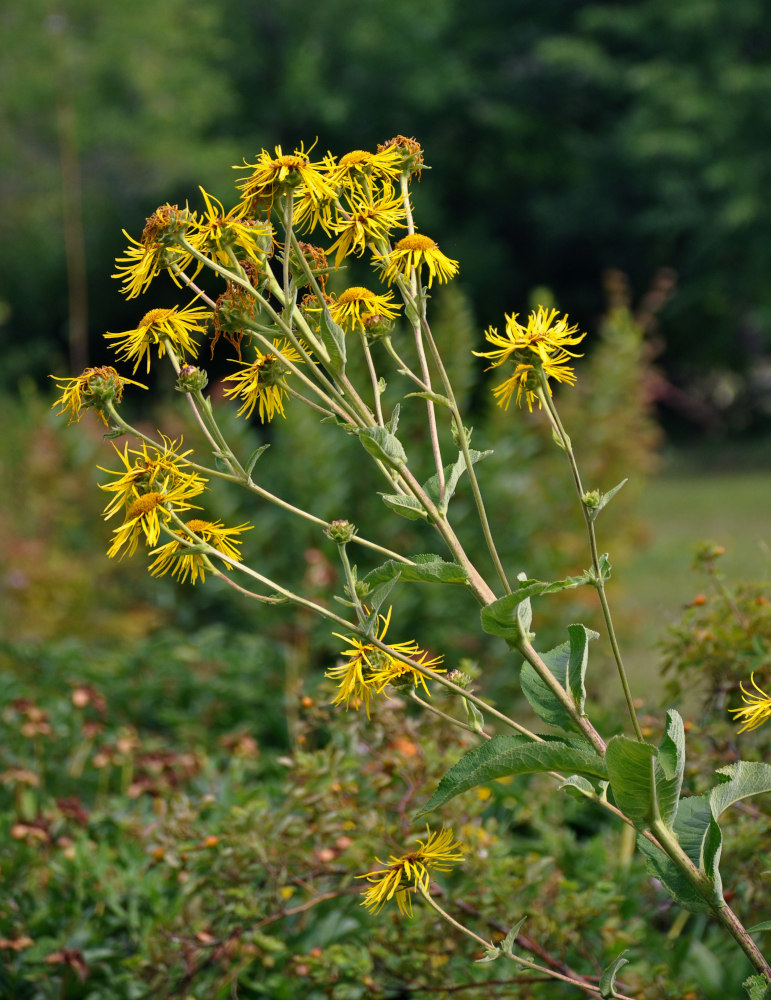 Image of Inula helenium specimen.