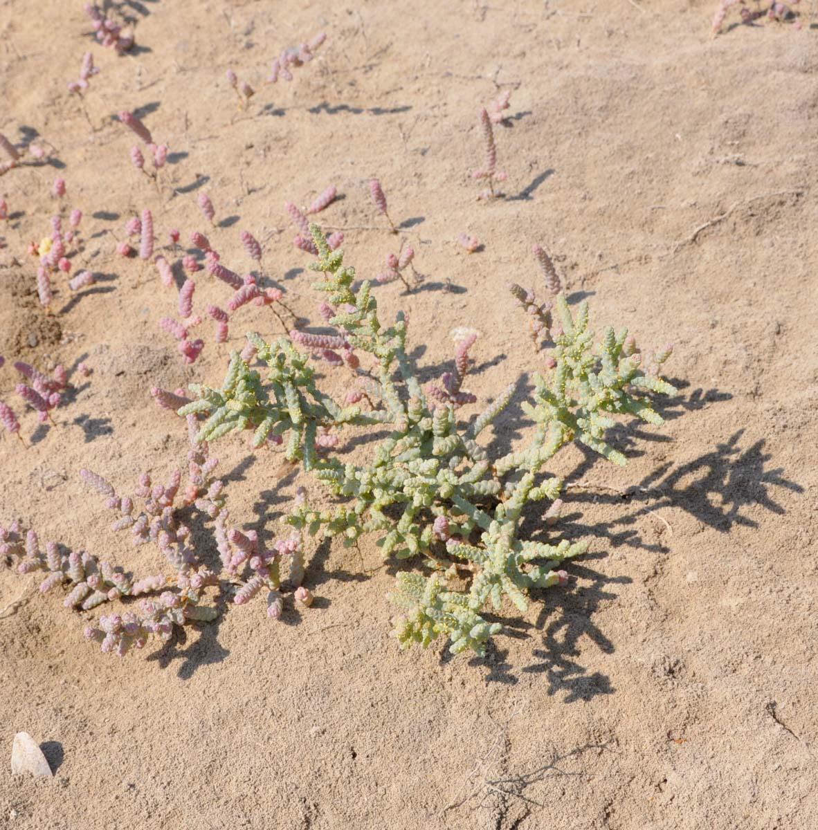 Изображение особи Halopeplis amplexicaulis.