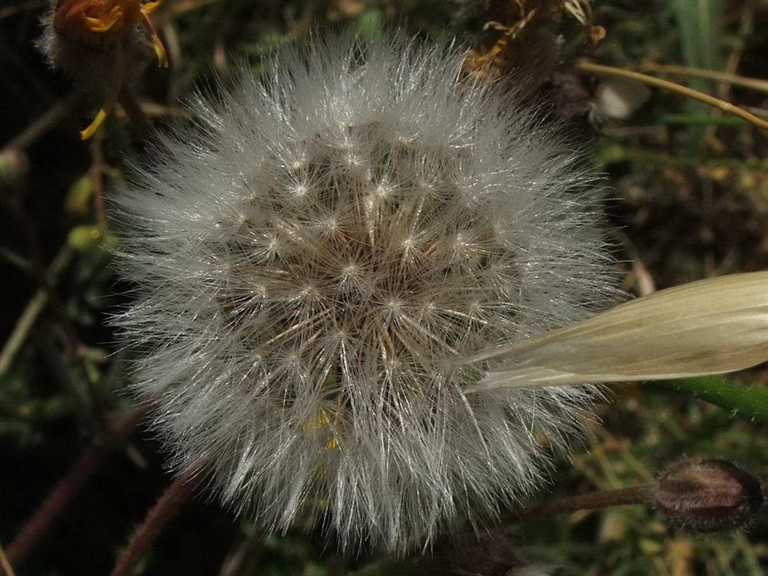 Image of Crepis rhoeadifolia specimen.