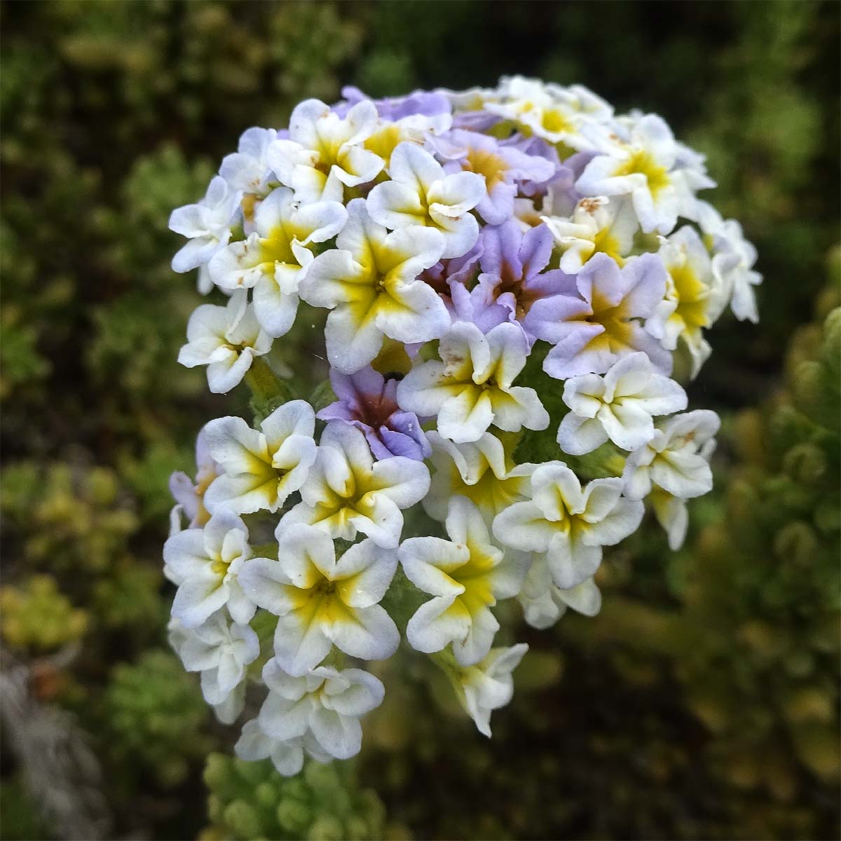 Изображение особи Heliotropium pycnophyllum.