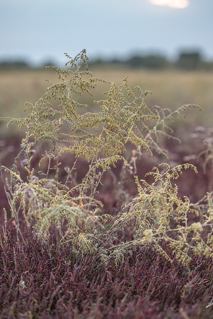 Image of Artemisia santonicum specimen.