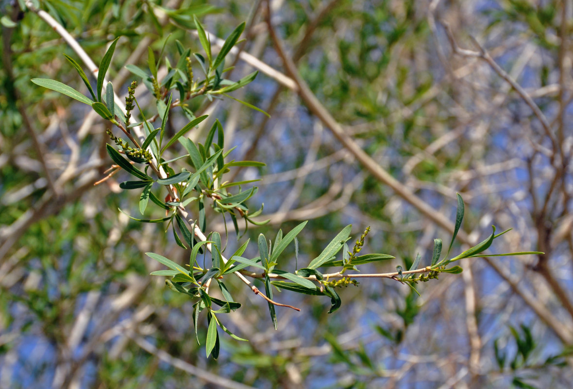 Image of Salix ledebouriana specimen.