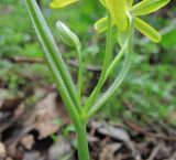 Gagea lutea