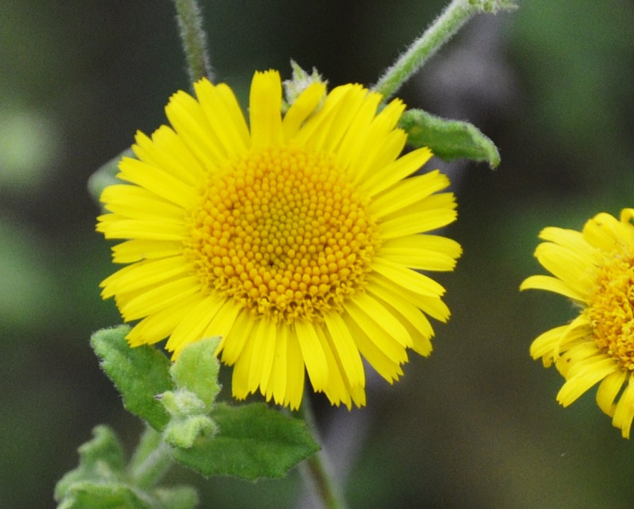 Image of Pulicaria dysenterica specimen.