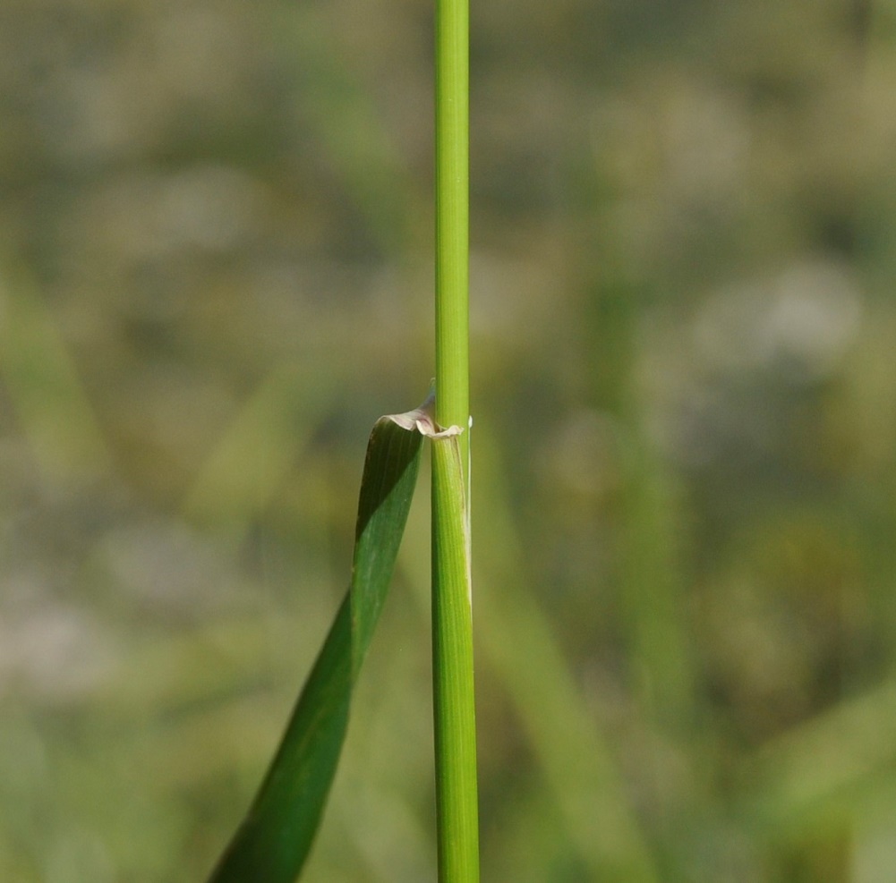 Image of Hordeum bulbosum specimen.