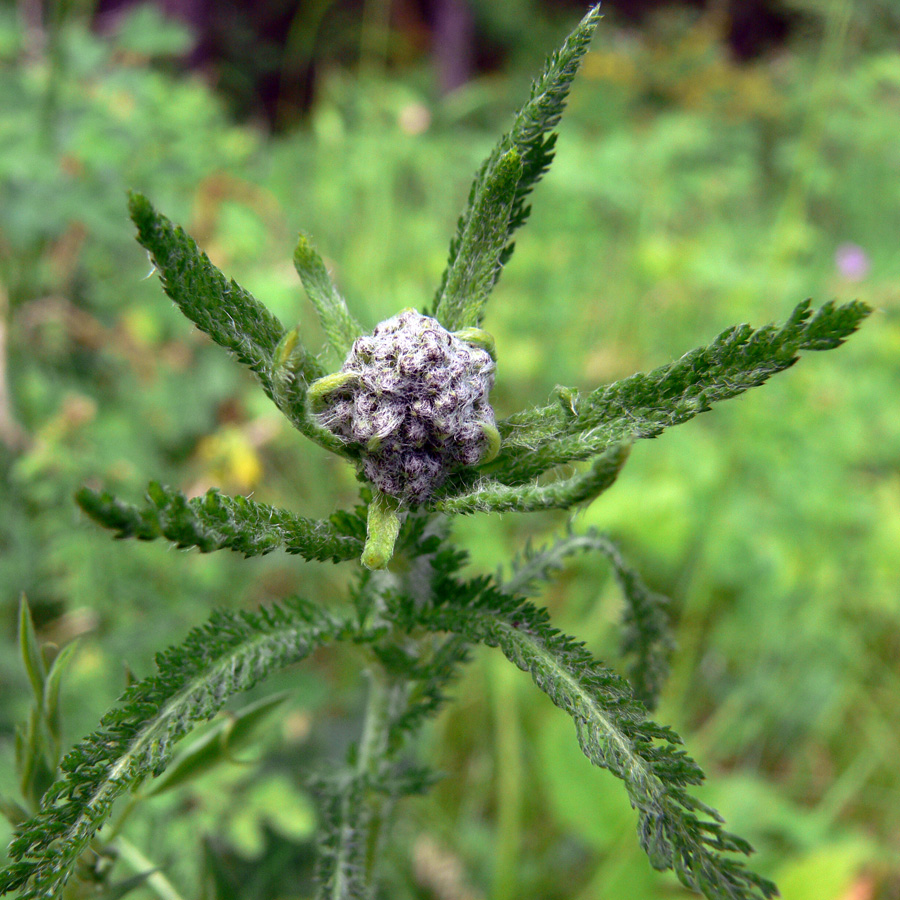 Изображение особи Achillea nigrescens.