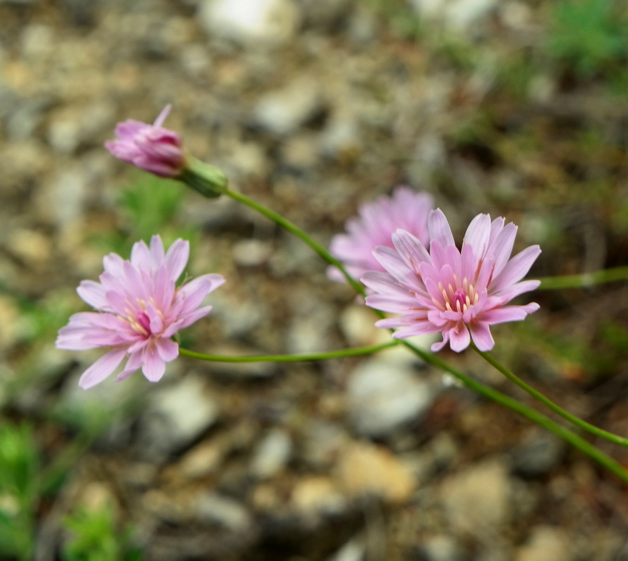 Image of Lagoseris purpurea specimen.