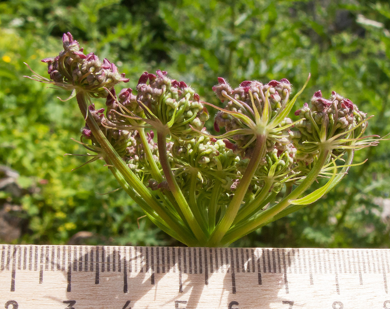 Image of Heracleum scabrum specimen.