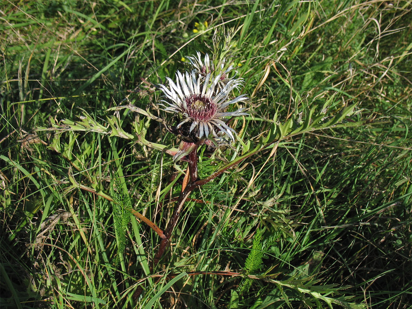 Image of Carlina cirsioides specimen.