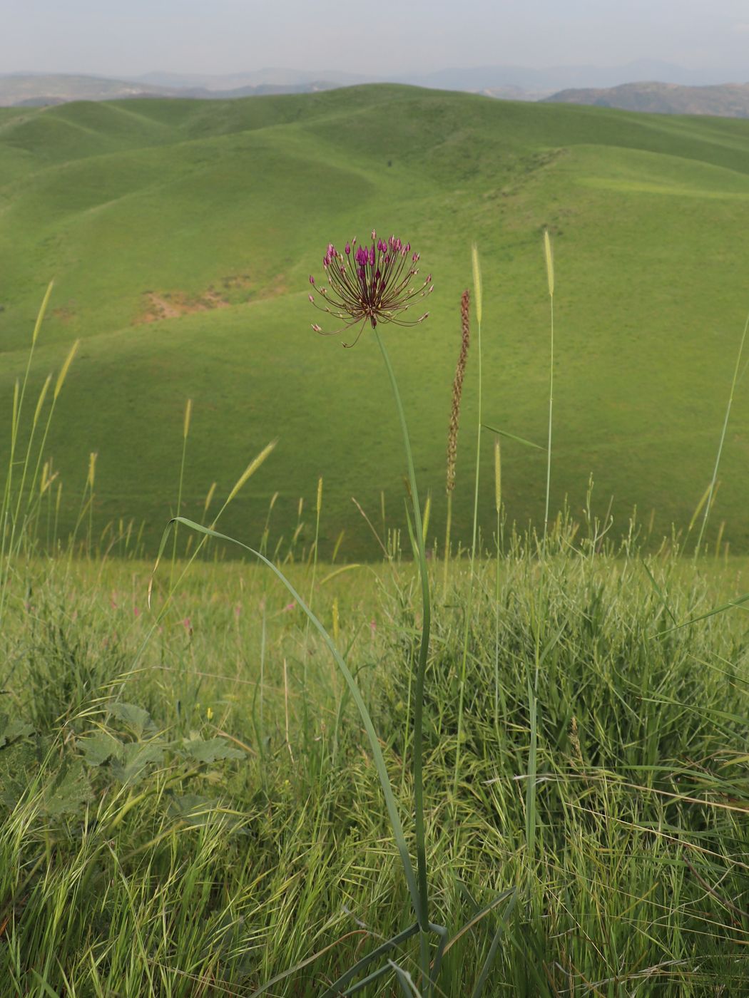 Image of Allium longiradiatum specimen.