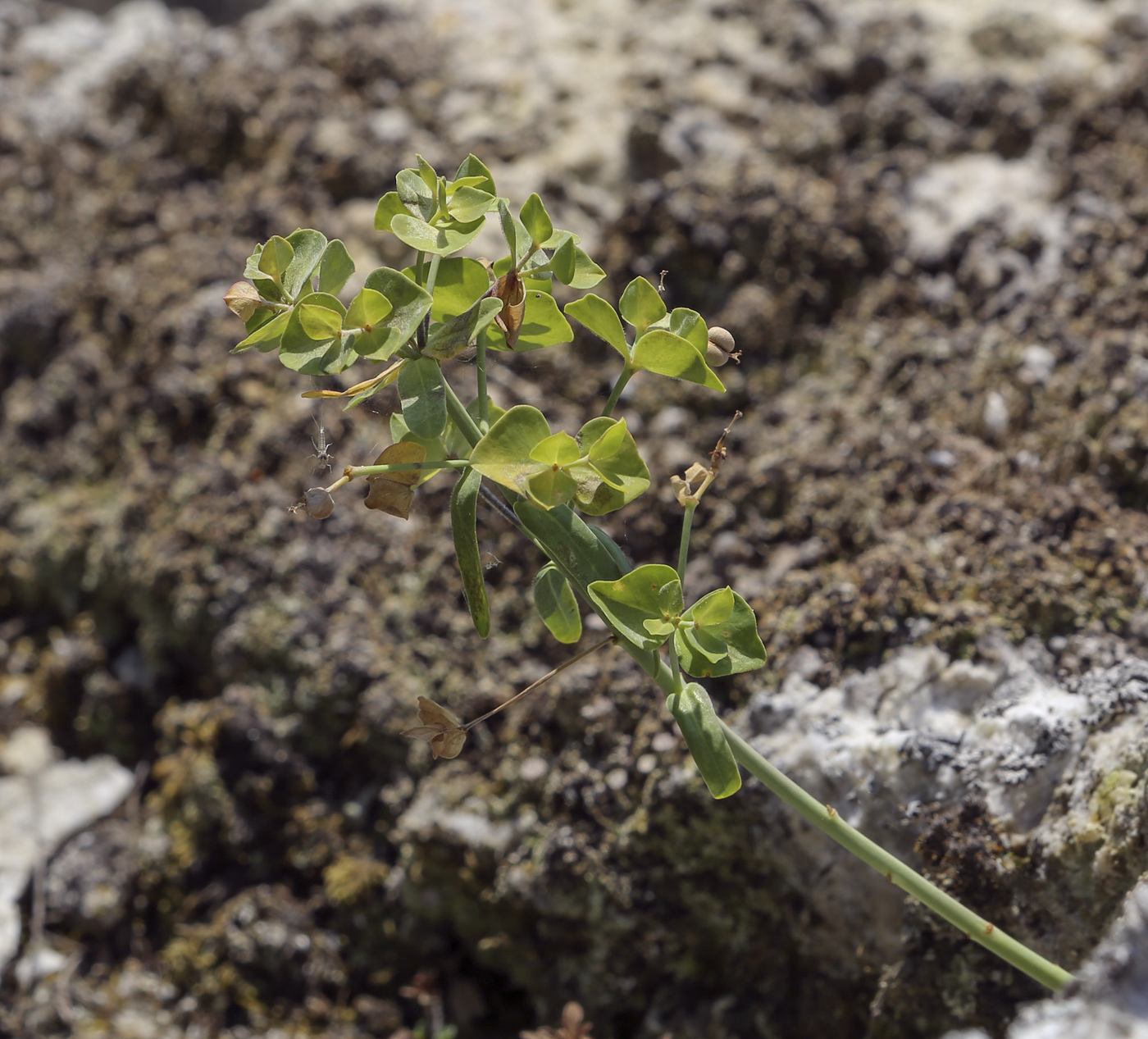 Image of Euphorbia gmelinii specimen.