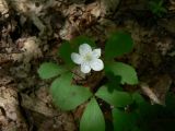 Anemone udensis