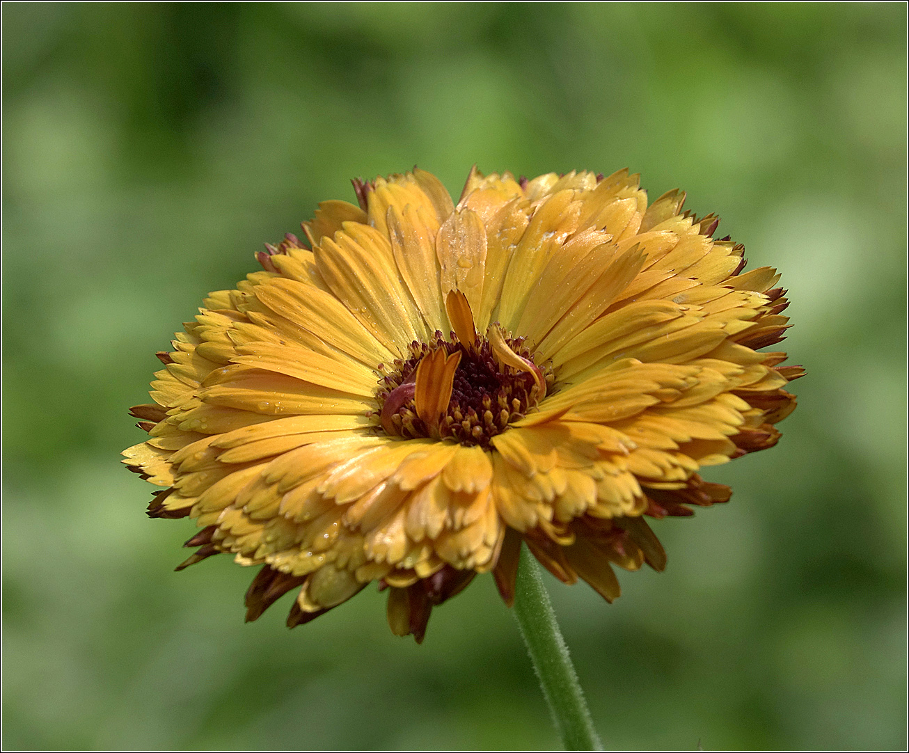 Image of Calendula officinalis specimen.