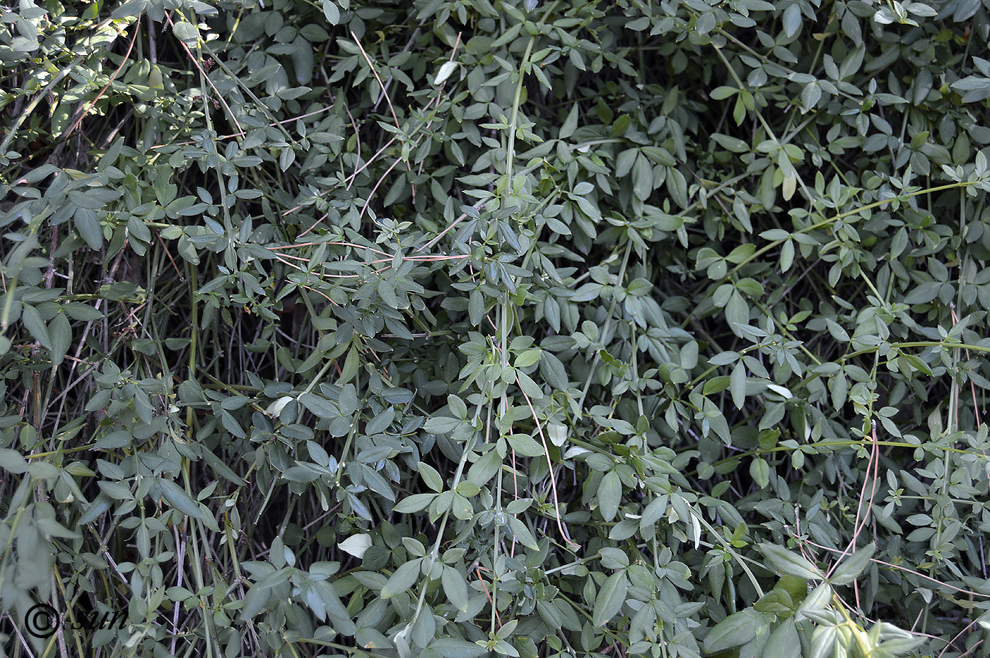 Image of Jasminum nudiflorum specimen.