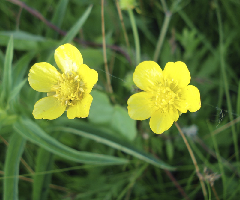 Image of Ranunculus acris specimen.