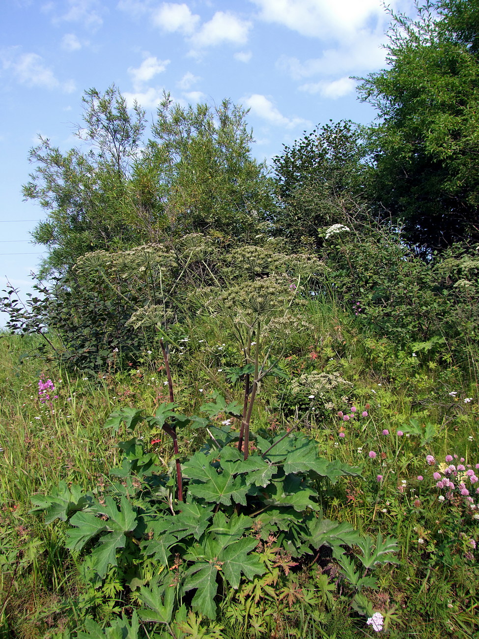 Изображение особи Heracleum dissectum.