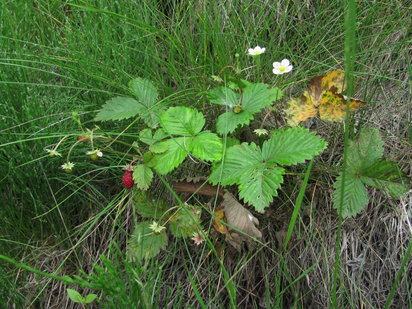 Изображение особи Fragaria vesca.