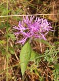 род Centaurea. Верхушка цветущего растения. Костромская обл., Кологривский р-н, северная окраина с. Илешево, высокий берег р. Унжа, луг. 7 сентября 2020 г.