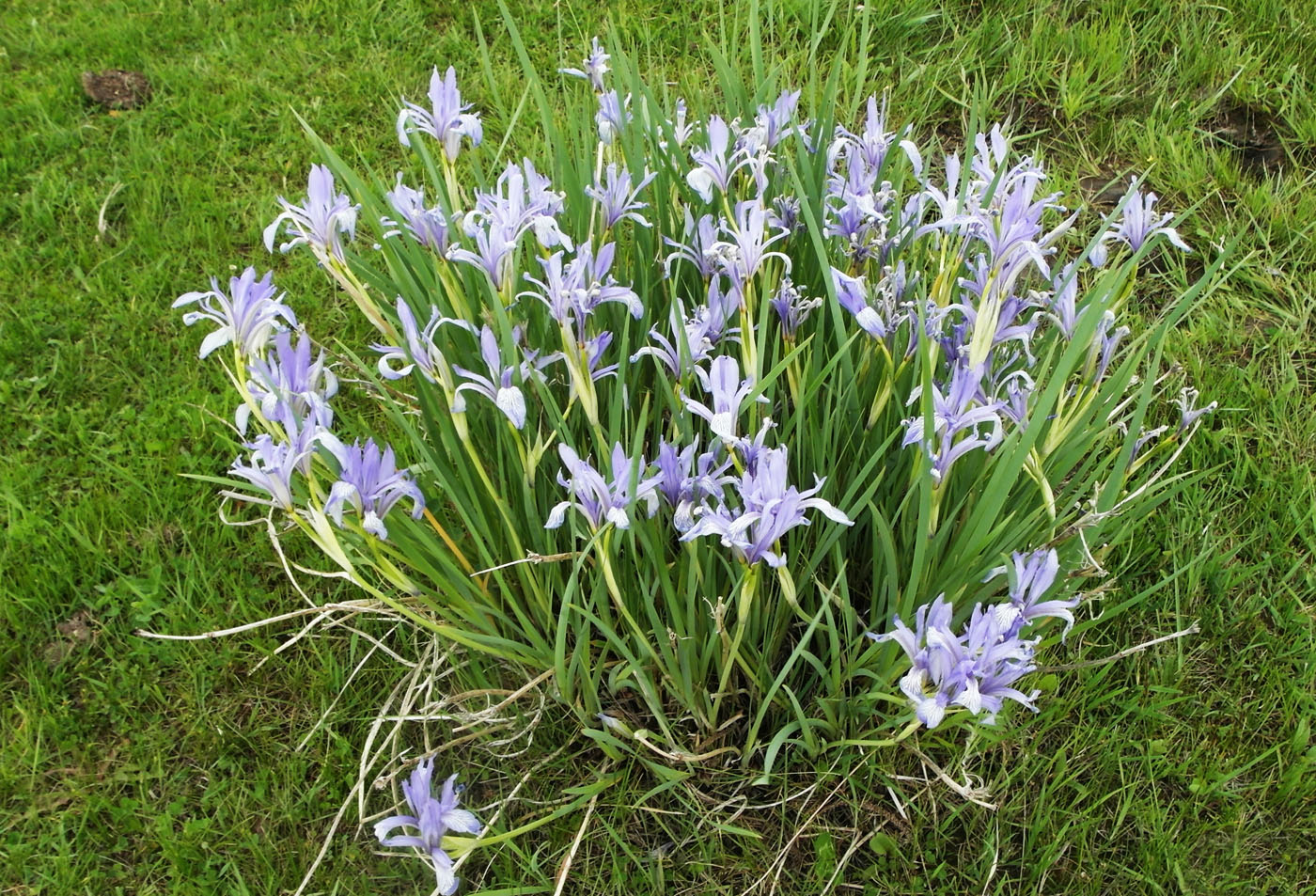 Image of Iris pallasii specimen.