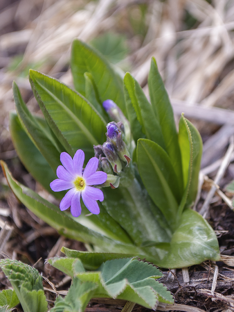 Image of Primula auriculata specimen.