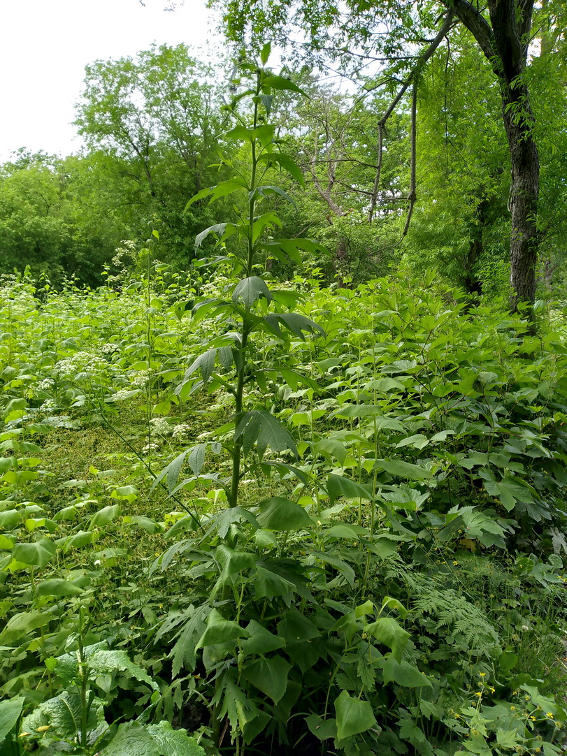 Изображение особи Cirsium kamtschaticum.