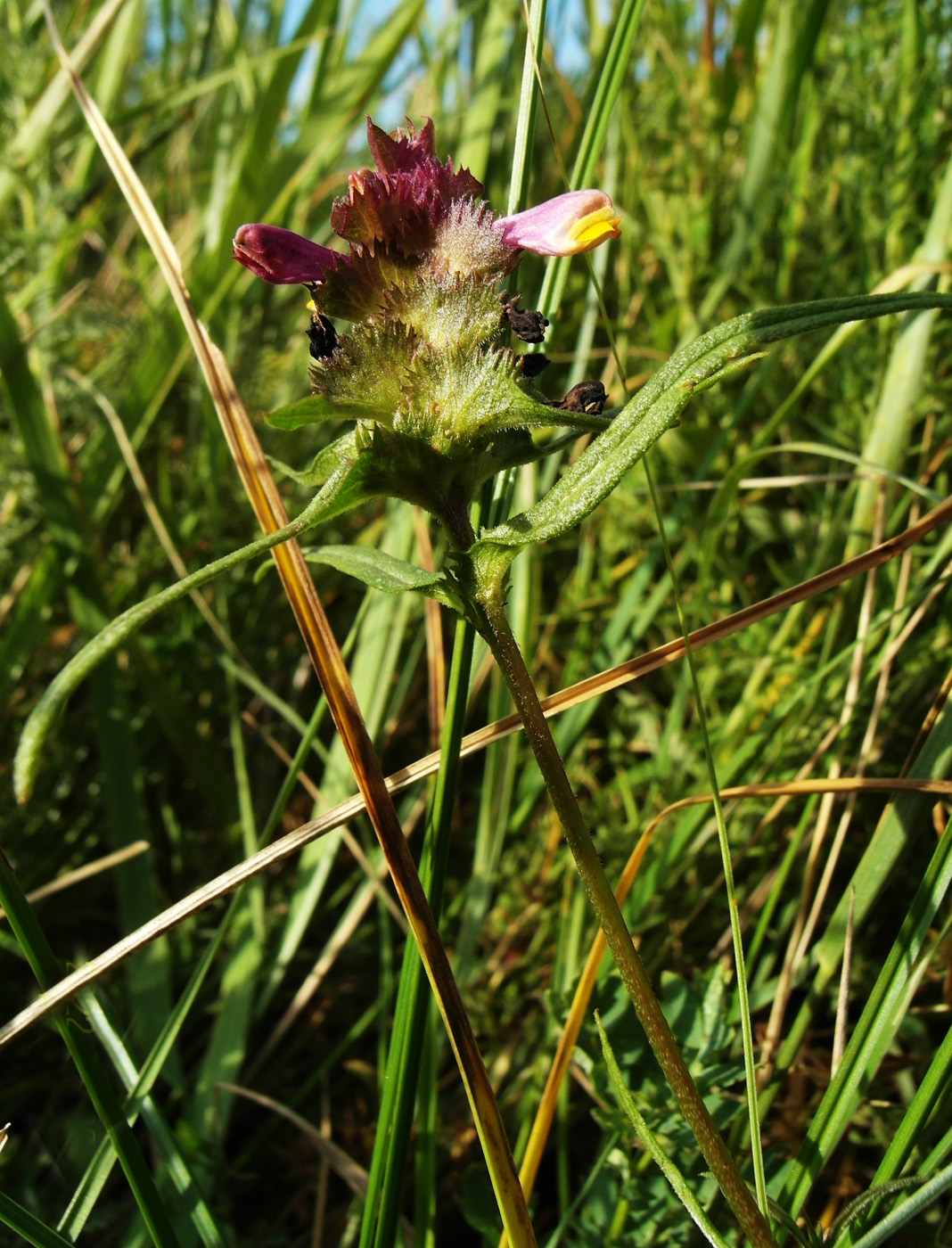 Image of Melampyrum cristatum specimen.