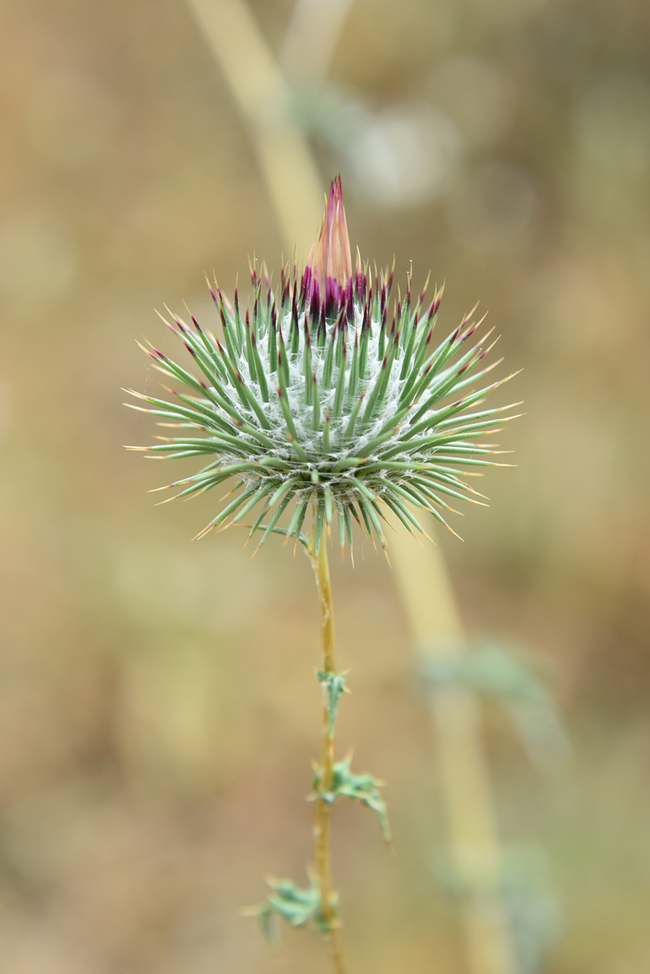 Image of Cousinia radians specimen.