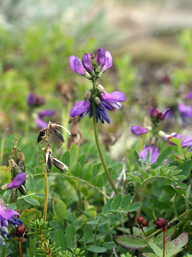 Image of Astragalus subpolaris specimen.