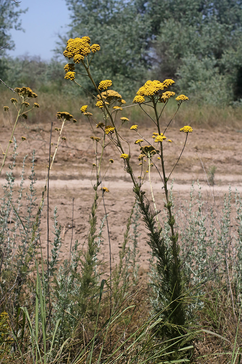 Image of Handelia trichophylla specimen.