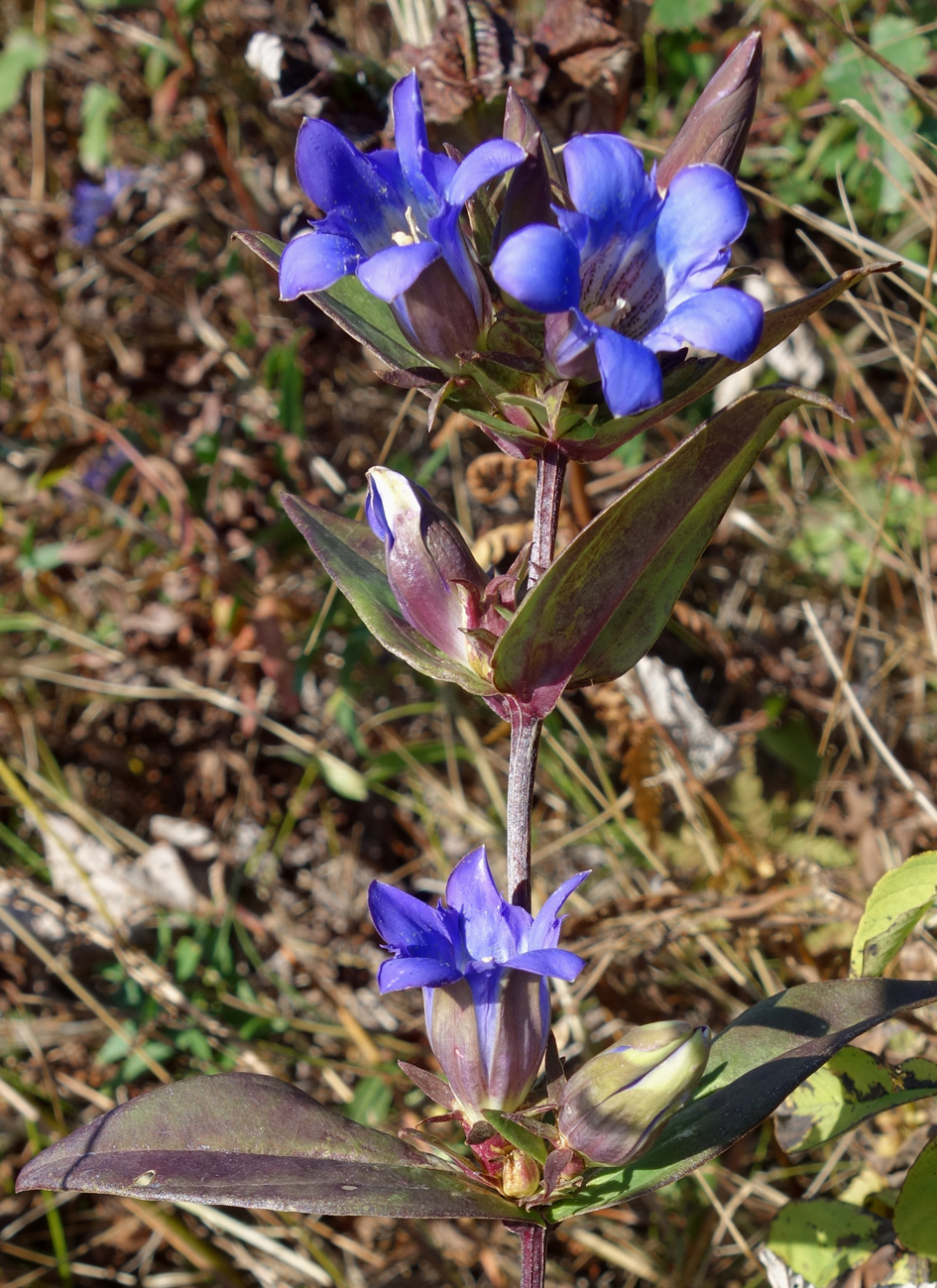 Изображение особи Gentiana scabra.