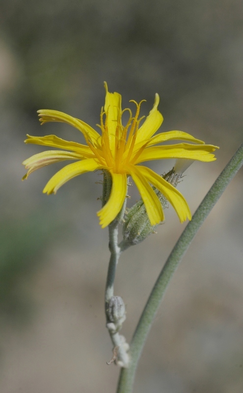 Image of Chondrilla piptocoma specimen.