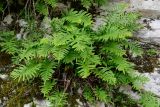 Polypodium vulgare