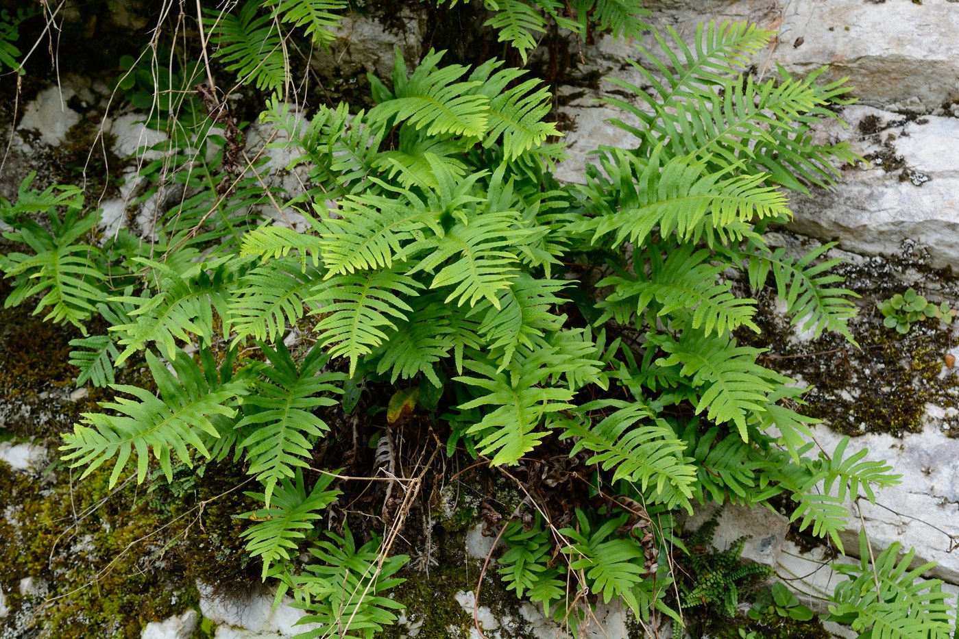 Изображение особи Polypodium vulgare.