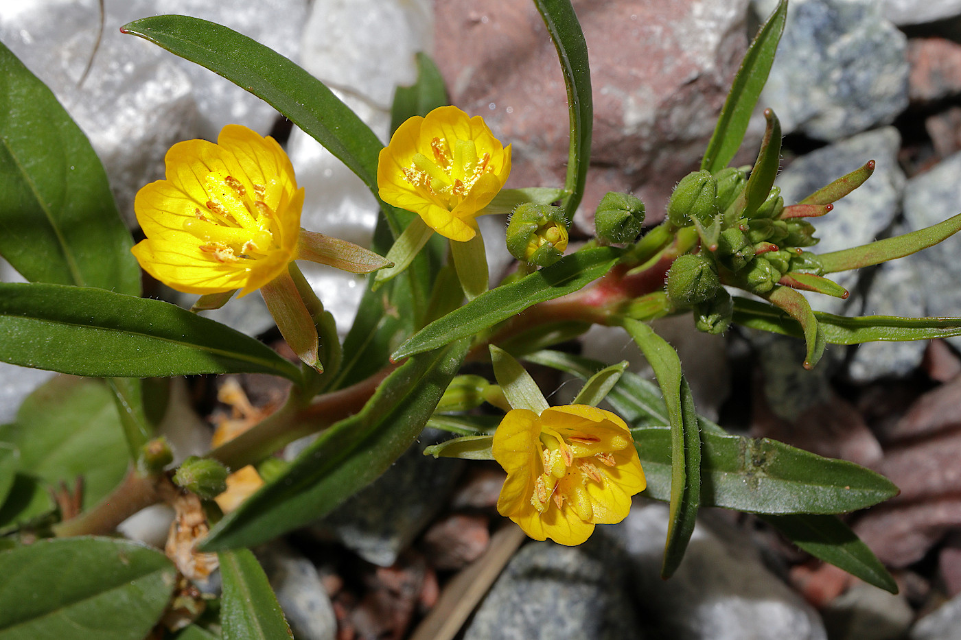 Изображение особи род Oenothera.