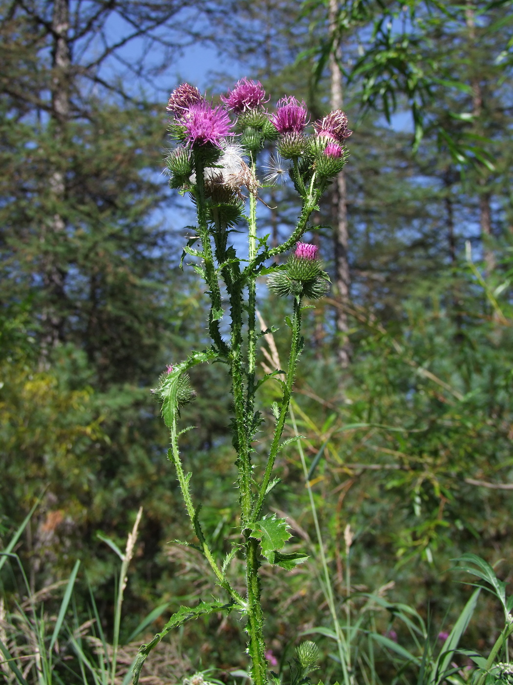 Image of Carduus crispus specimen.