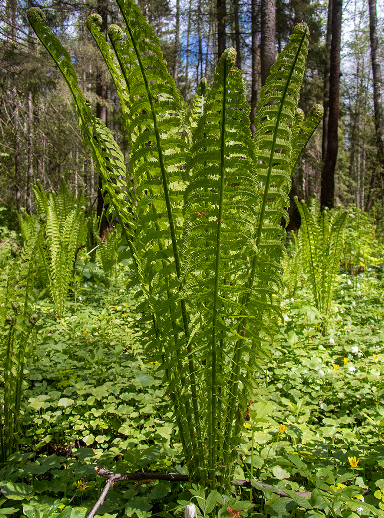 Image of Matteuccia struthiopteris specimen.