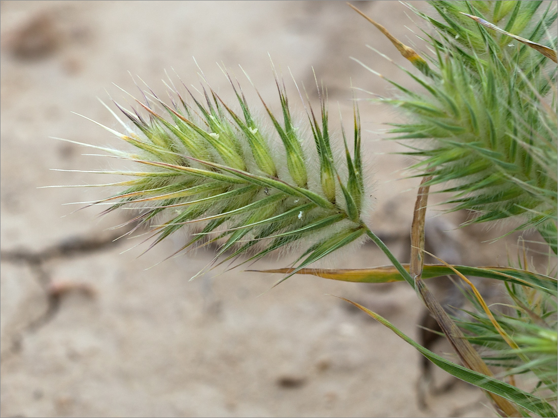 Image of genus Eremopyrum specimen.