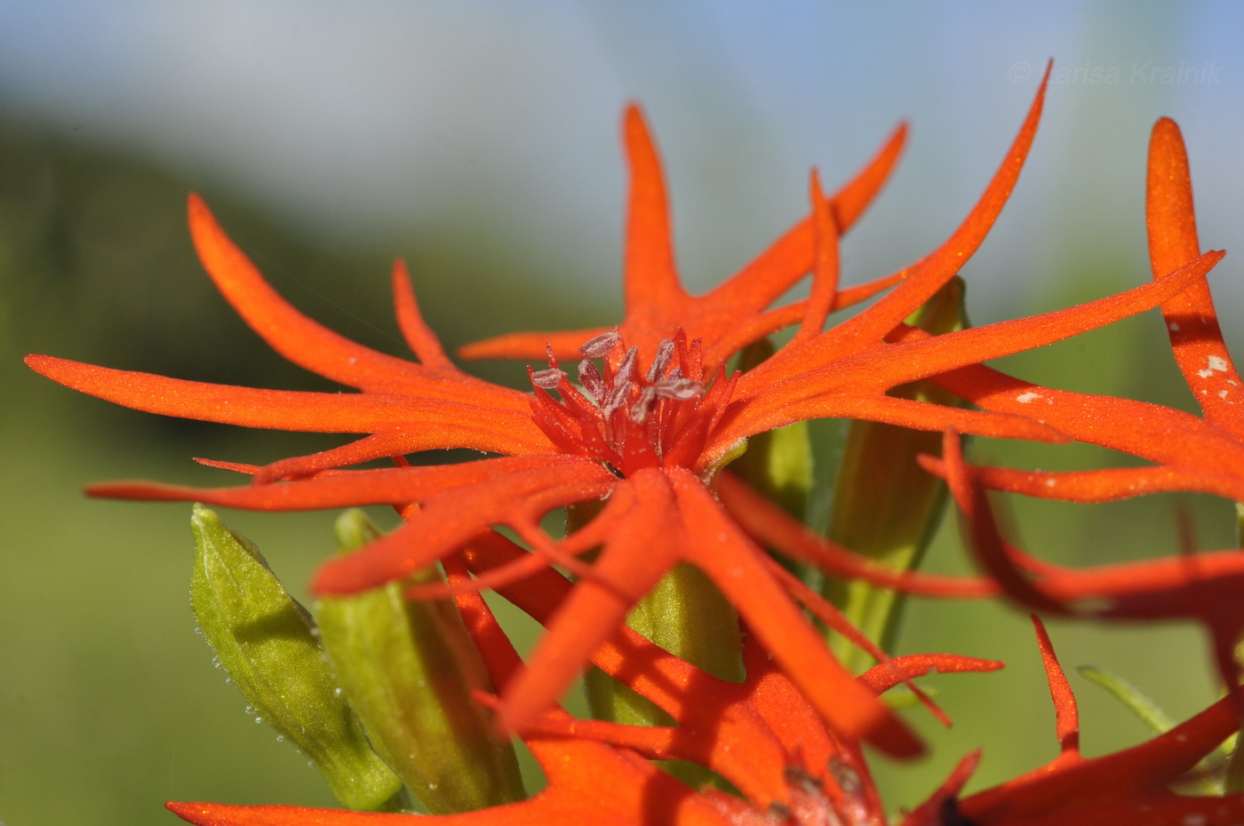 Изображение особи Lychnis wilfordii.