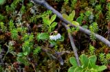 Vaccinium vitis-idaea