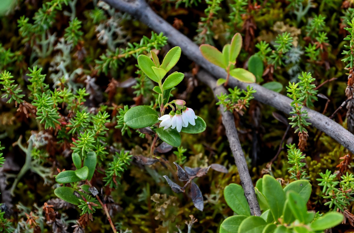 Image of Vaccinium vitis-idaea specimen.