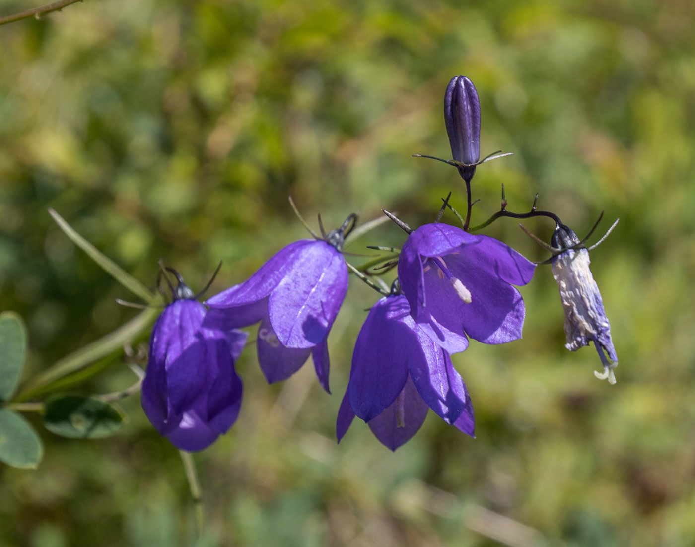 Изображение особи Campanula rotundifolia.