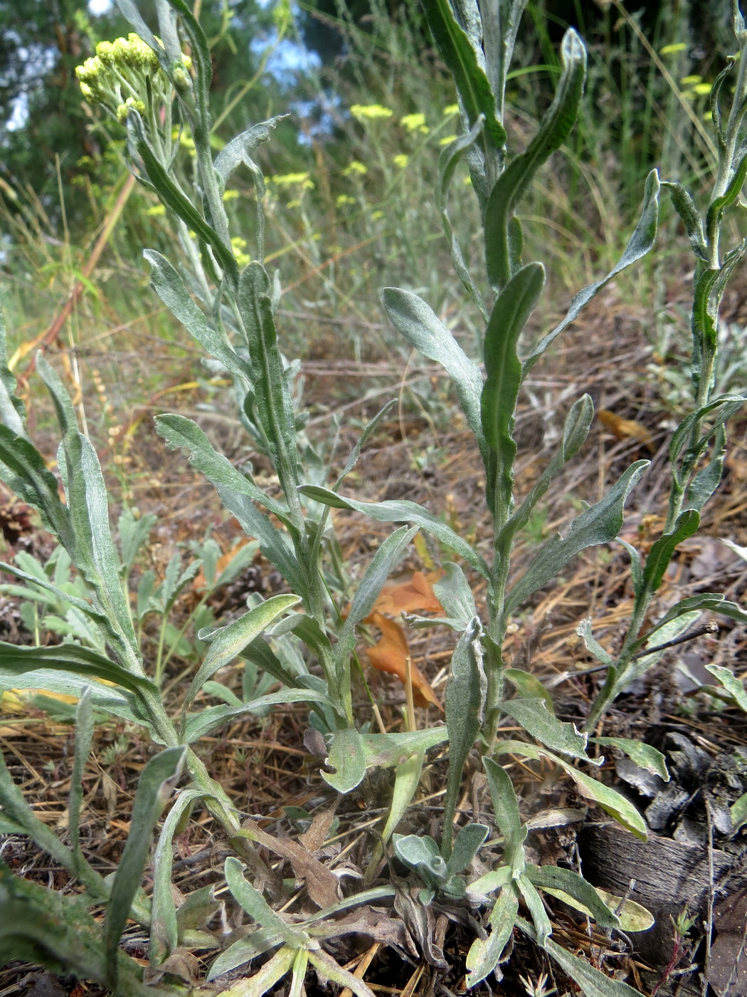 Image of Helichrysum arenarium specimen.