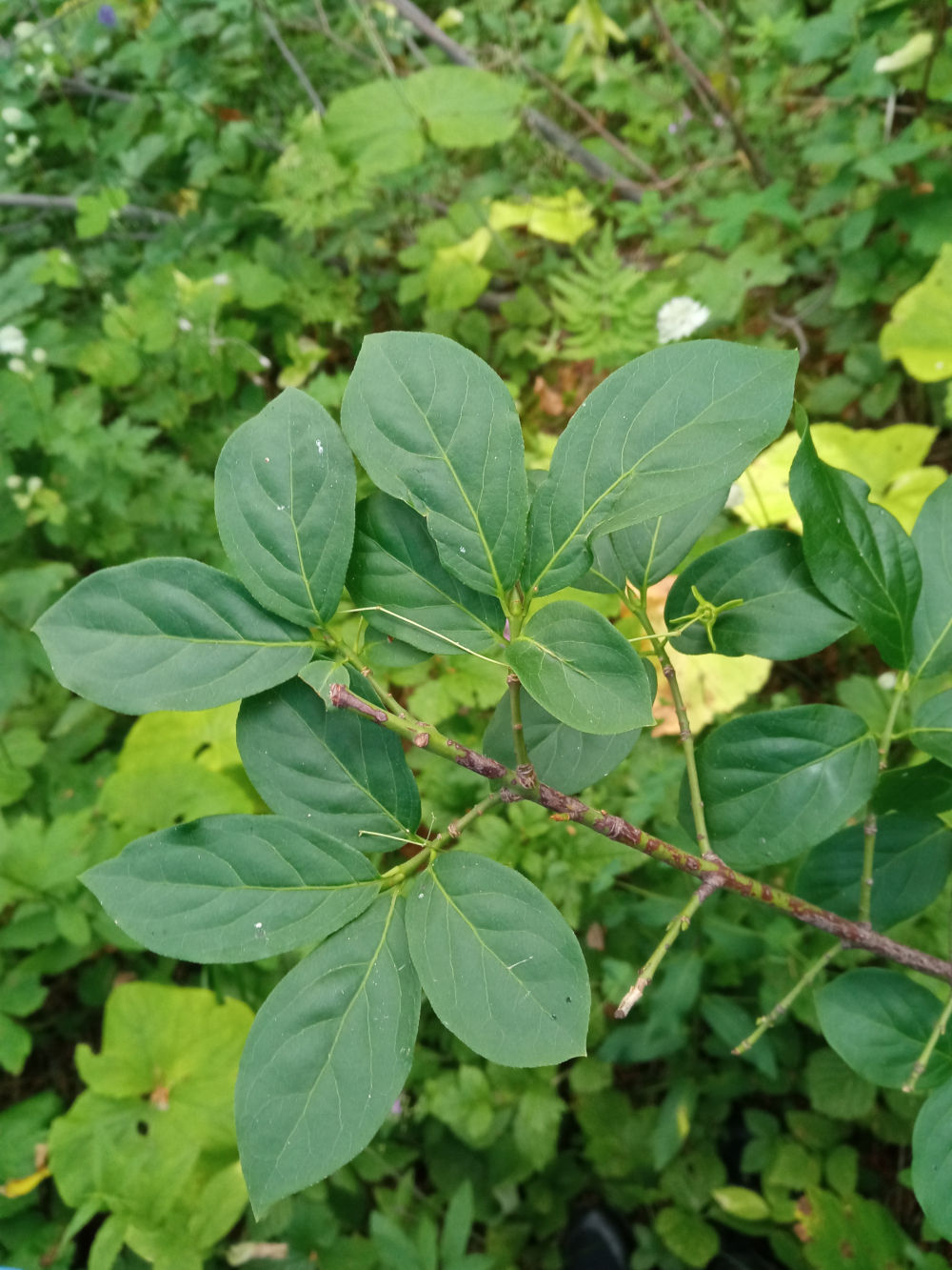 Image of Euonymus leiophloeus specimen.